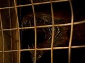 Nuove immagini Riddick Questa volta tratta creatura