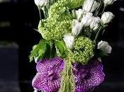 splendida “Vanda”