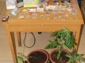 Scoperta “serra” marijuana Tortona, arrestato 19enne