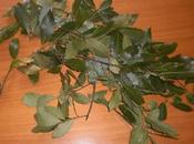 Corona d'alloro laurea