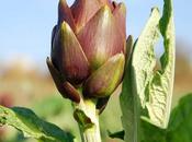 Quando carciofo l'emblema Malpaese