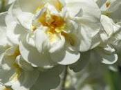 Narcisi/1 Daffodils/One