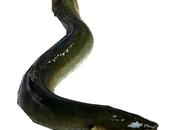 Capitone all’arancia