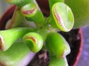 Crassula Hobbit