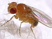 Avere rivali amore gran lunga meglio averne: Drosophila melanogaster docet