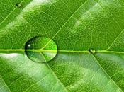 Tutorial Photoshop: disegnare gocce d’acqua foglia