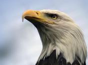 Libri castaneda suoi allievi guerrieri simpatizzanti