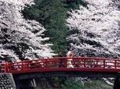 Hanami Giappone, offerte speciali Agoda