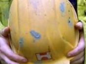 Grugliasco all’inceneritore Gerbido incidente lavoro:un morto feriti gravi