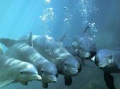 grave malattia colpisce delfini Golfo Messico