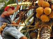 Scendimi cocco dalla palma (video educational)