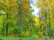 video bellissimo mostra vita annuale foresta secondi